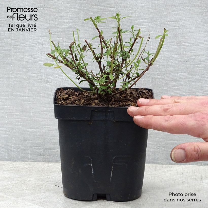 Salvia jamensis Violette de Loire Maceta 2L/3L Ejemplar entregado en invierno