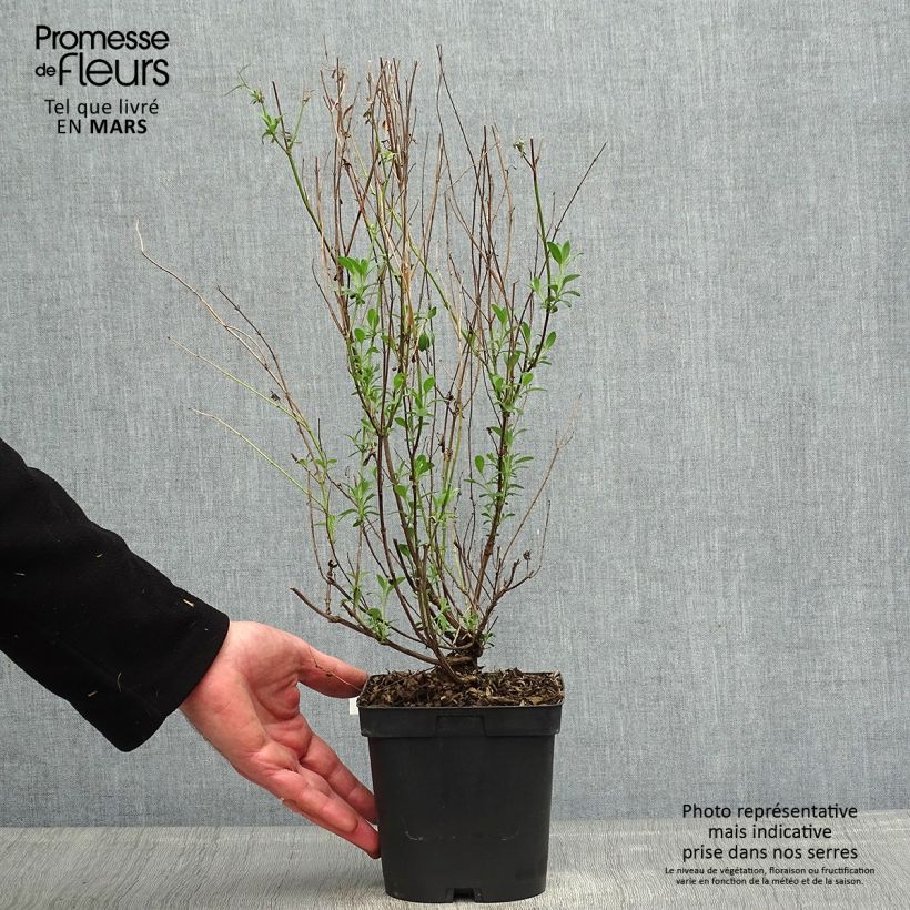 Salvia jamensis Violette de Loire Maceta 2L/3L Ejemplar entregado en la primavera