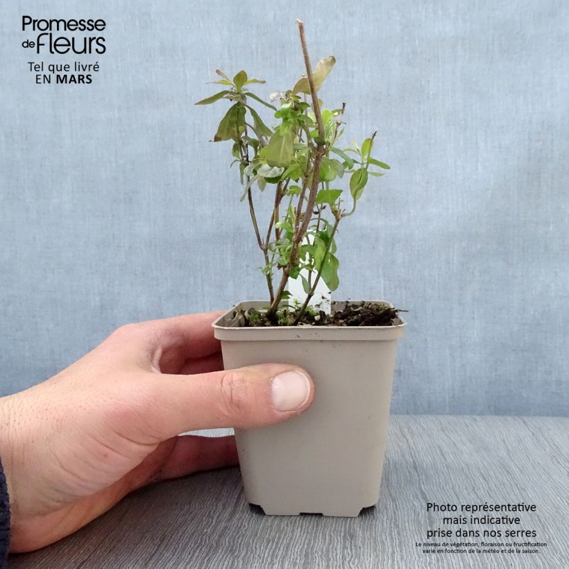 Salvia microphylla Delice Aquamarine - Salvia rosa Maceta de 8/9 cm Ejemplar entregado en la primavera