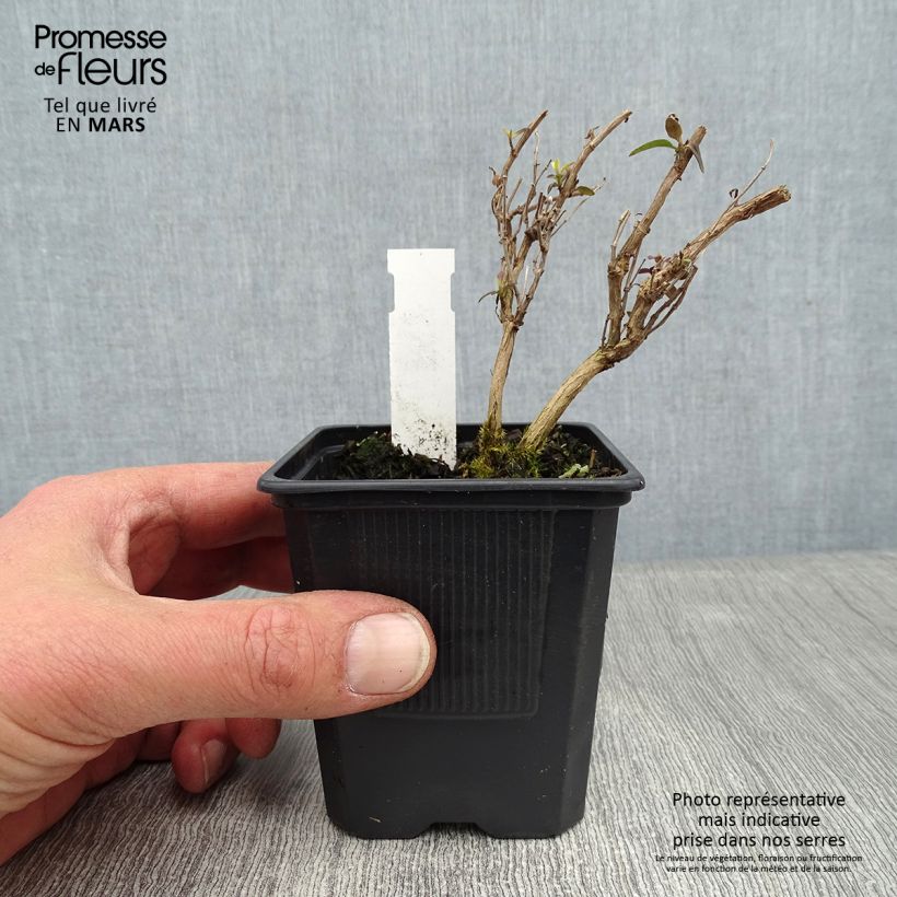 Salvia microphylla Delice Aquamarine - Salvia rosa Maceta de 8/9 cm Ejemplar entregado en invierno