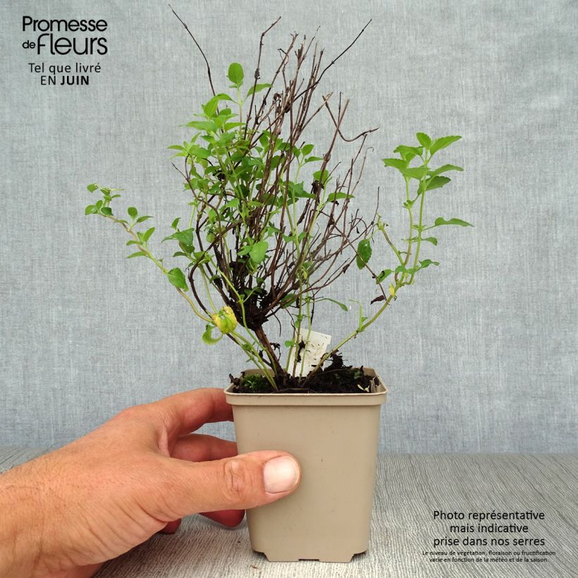Ejemplar de Salvia microphylla Little Kiss - Salvia rosa Maceta de 8/9 cm entregado en verano