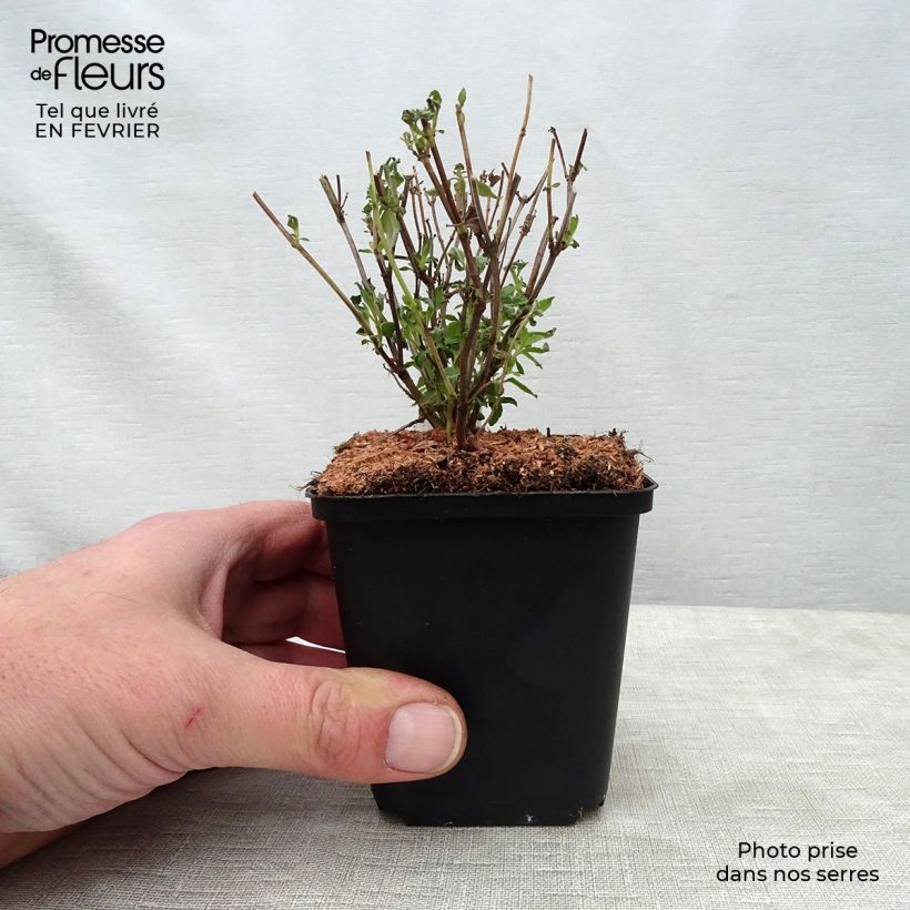 Salvia microphylla Little Kiss - Salvia rosa Maceta de 8/9 cm Ejemplar entregado en invierno