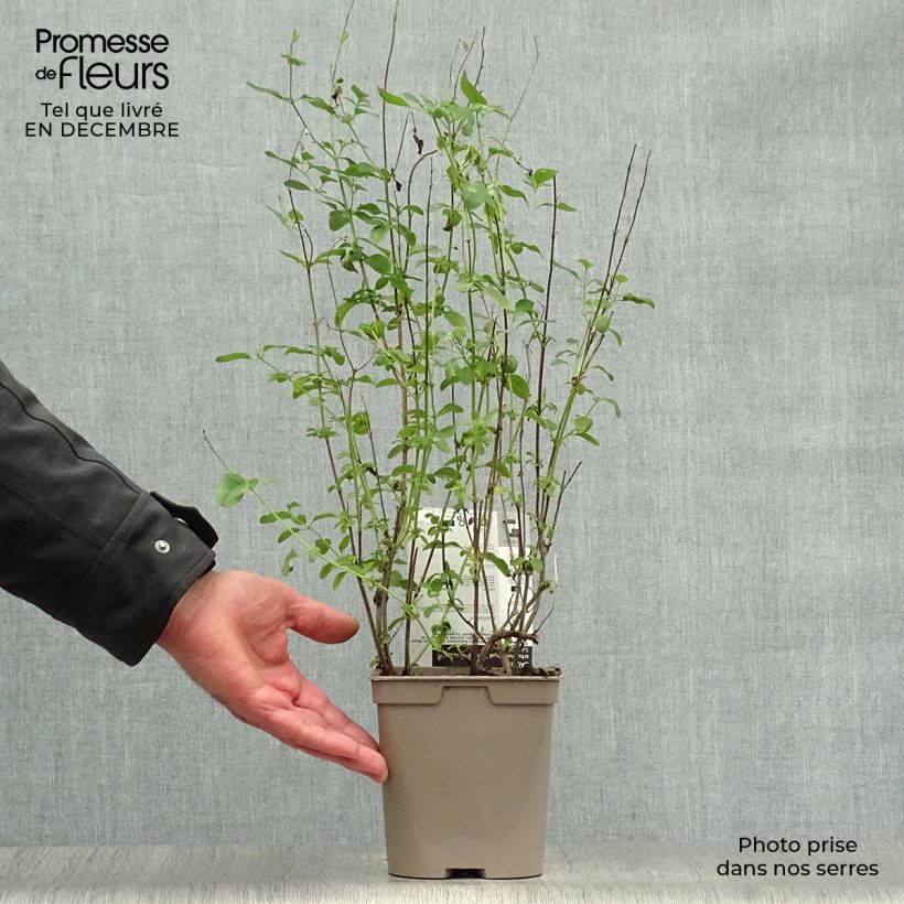 Salvia microphylla Royal Bumble - Salvia rosa Maceta 2L/3L Ejemplar entregado en invierno