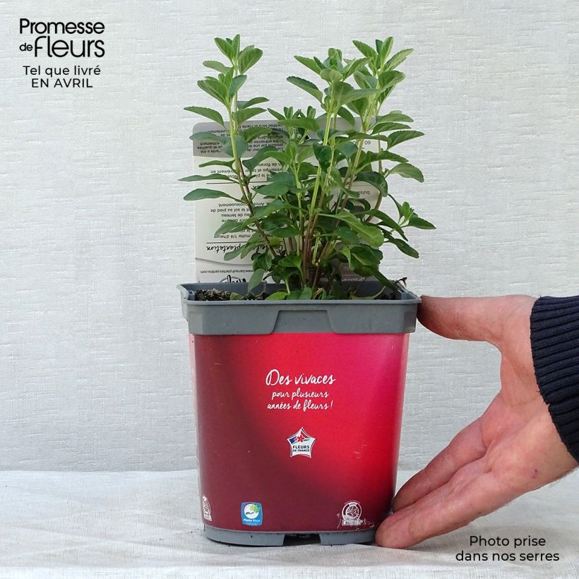 Salvia microphylla Royal Bumble - Salvia rosa Maceta 2L/3L Ejemplar entregado en la primavera