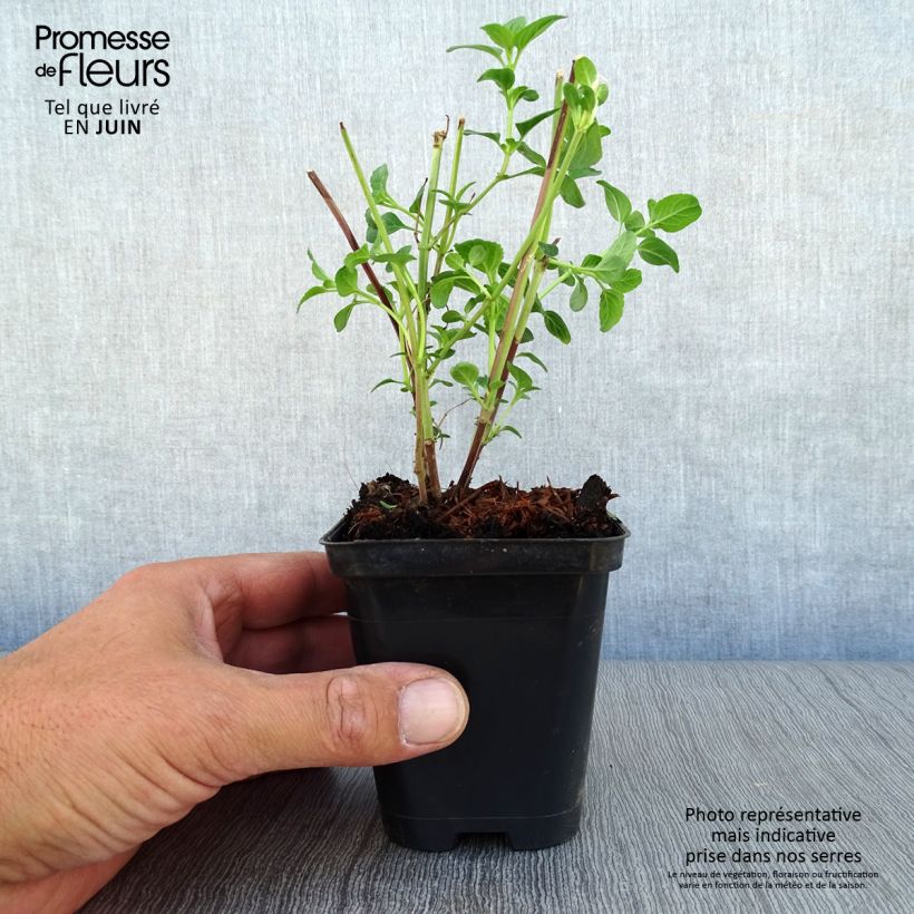 Ejemplar de Salvia microphylla Royal Bumble - Salvia rosa Maceta de 8/9 cm entregado en verano