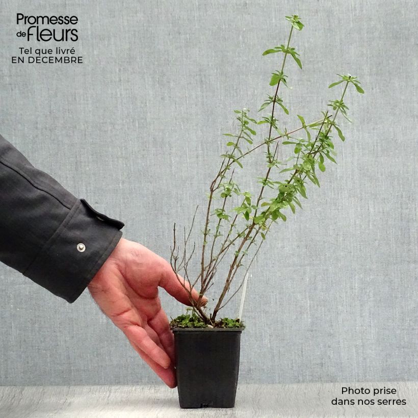 Salvia microphylla Royal Bumble - Salvia rosa Maceta de 8/9 cm Ejemplar entregado en invierno