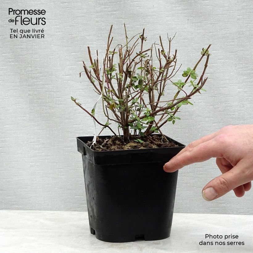 Salvia microphylla grahamii Maceta 2L/3L Ejemplar entregado en invierno