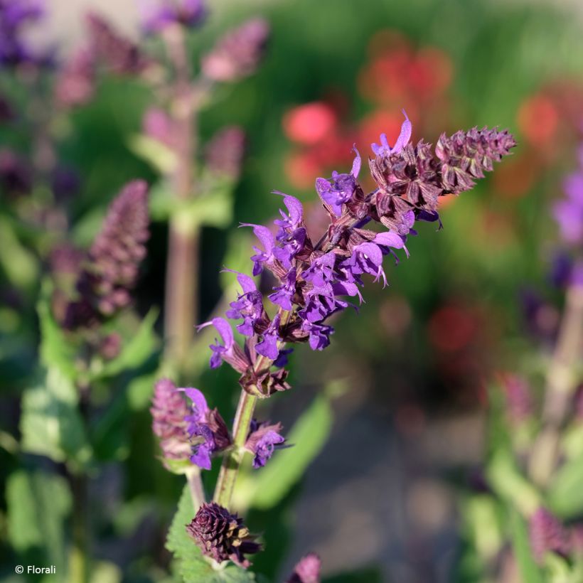 Salvia nemorosa Bazuin Dark Night (Floración)