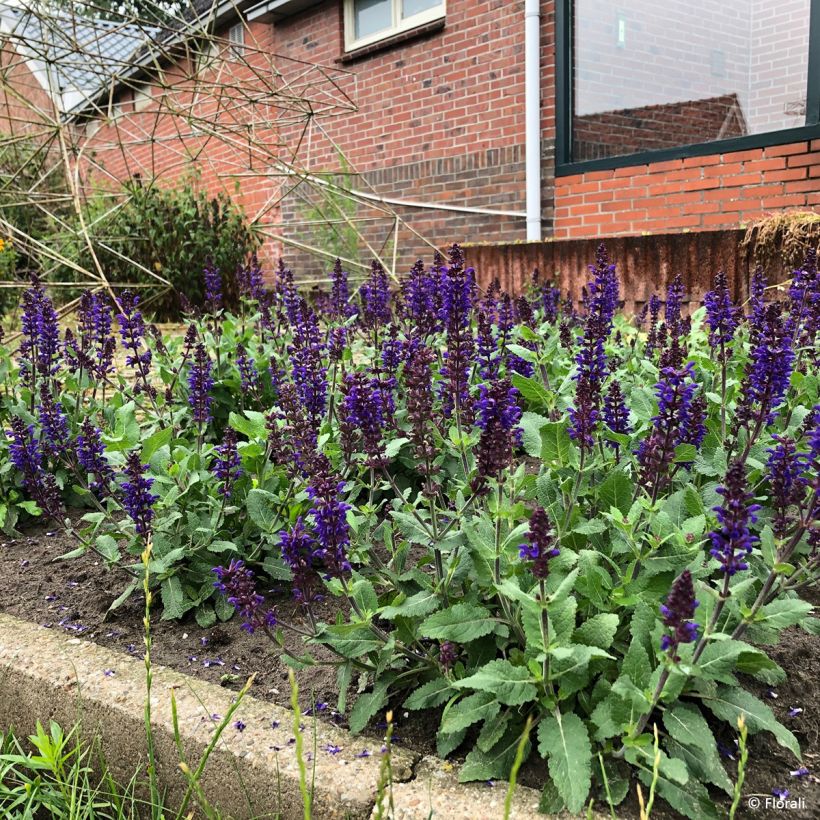 Salvia nemorosa Bazuin Dark Night (Porte)
