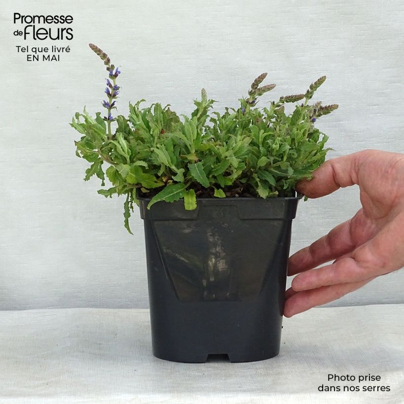 Salvia nemorosa Blauhügel Maceta de 8/9 cm Ejemplar entregado en la primavera