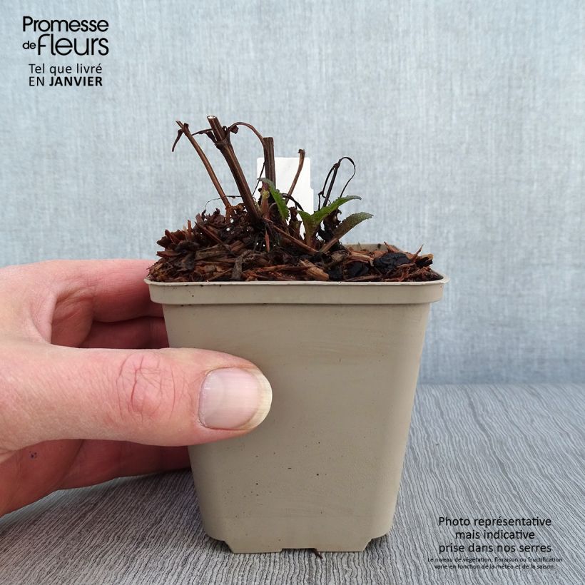 Salvia nemorosa Blue Marvel Maceta de 8/9 cm Ejemplar entregado en invierno