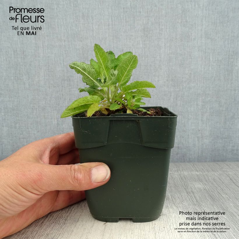 Salvia nemorosa Blue Marvel Maceta de 8/9 cm Ejemplar entregado en la primavera