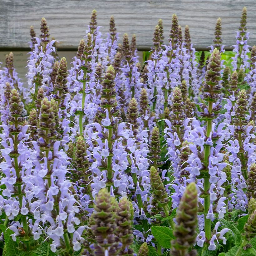 Salvia nemorosa Bumblesky (Floración)