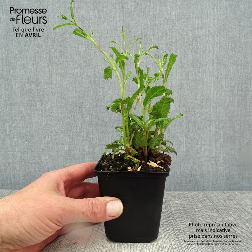 Salvia nemorosa Caradonna Compact Maceta de 8/9 cm Ejemplar entregado en la primavera