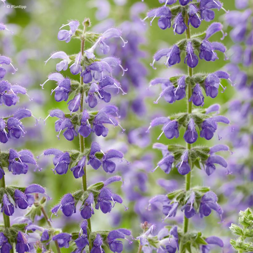 Salvia Feathers Peacock (Floración)