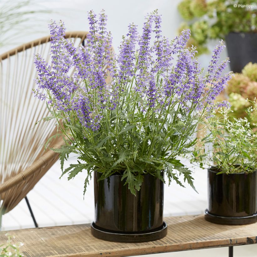 Salvia Feathers Peacock (Porte)