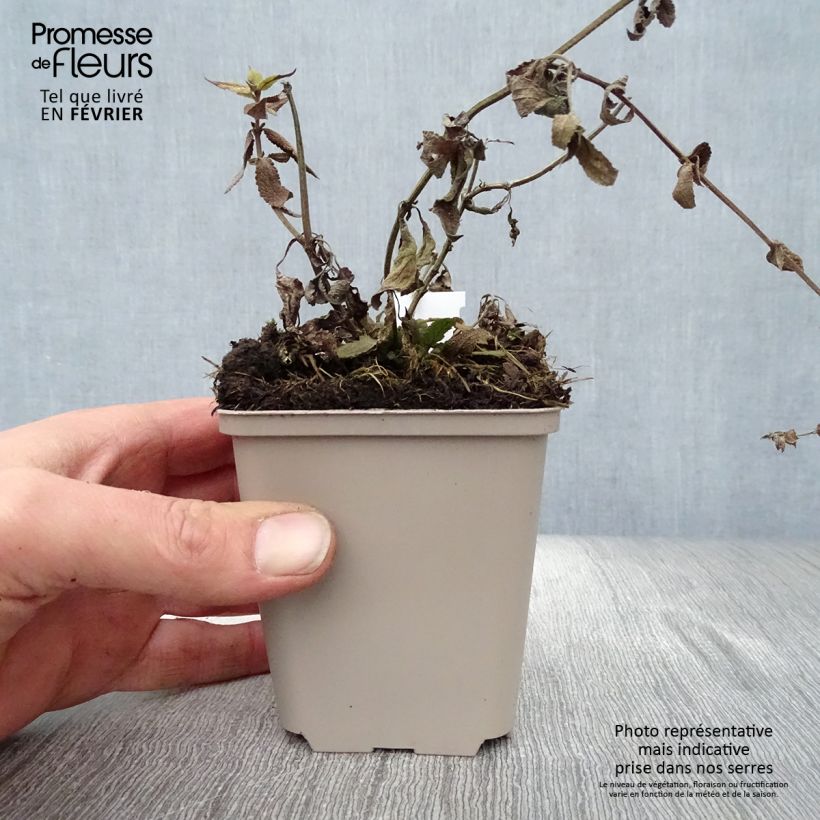 Salvia nemorosa Lubecca Maceta de 8/9 cm Ejemplar entregado en invierno