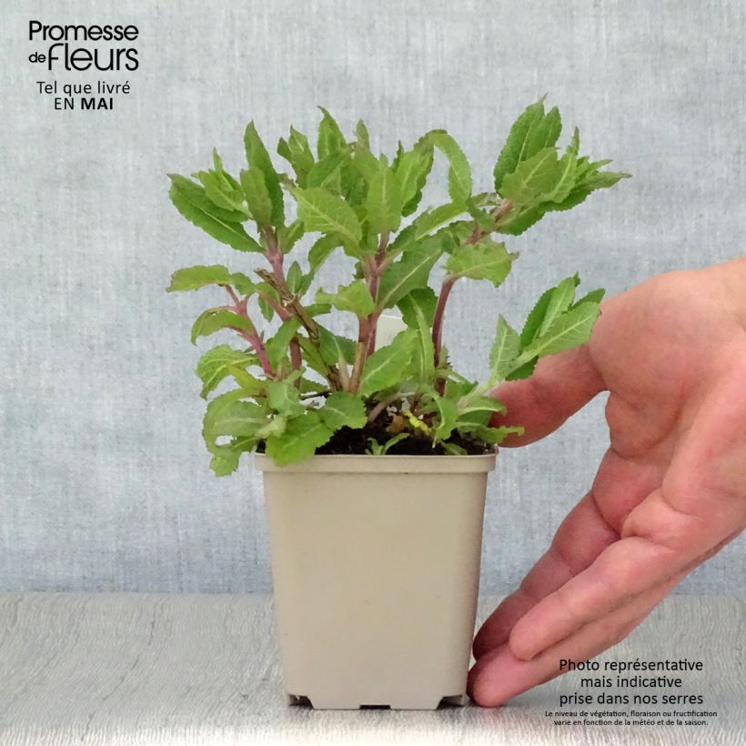 Salvia nemorosa Lubecca Maceta de 8/9 cm Ejemplar entregado en la primavera