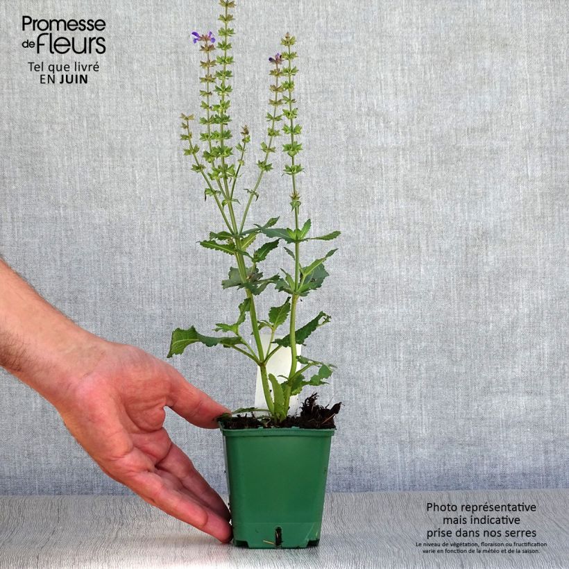 Ejemplar de Salvia nemorosa Mainacht Maceta de 8/9 cm entregado en verano