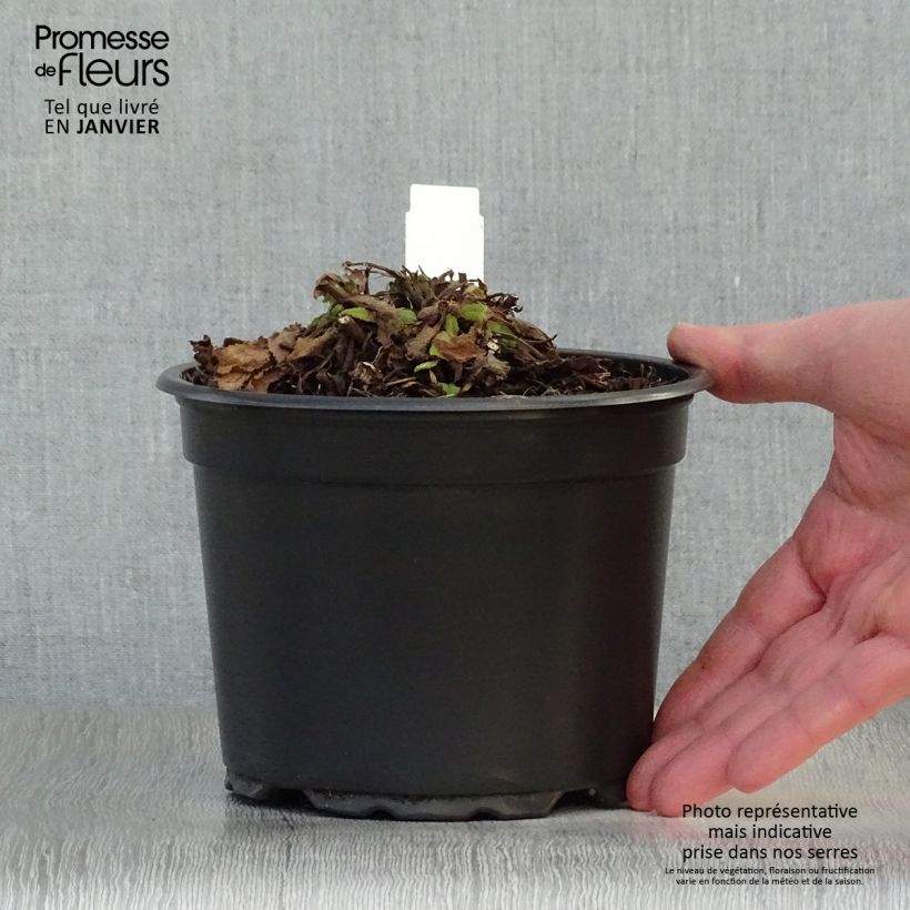 Salvia nemorosa Mainacht Maceta 2L/3L Ejemplar entregado en invierno