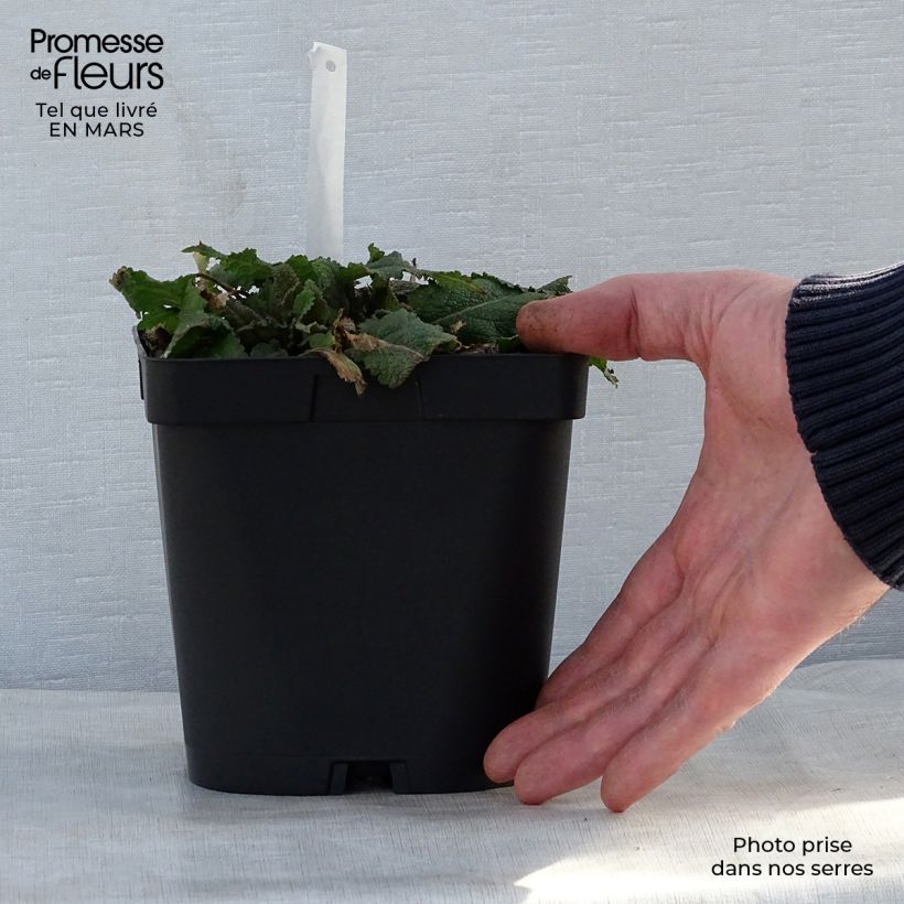 Salvia nemorosa Mainacht Maceta 2L/3L Ejemplar entregado en la primavera