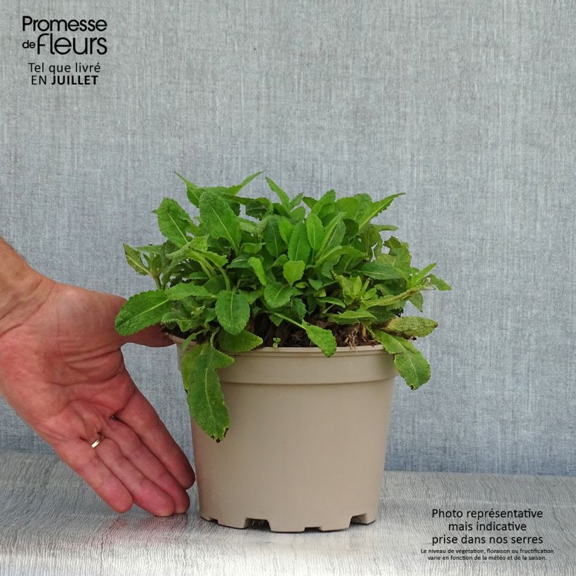 Ejemplar de Salvia nemorosa Mainacht Maceta 2L/3L entregado en verano