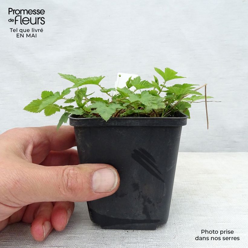 Salvia nemorosa Mainacht Maceta de 8/9 cm Ejemplar entregado en la primavera