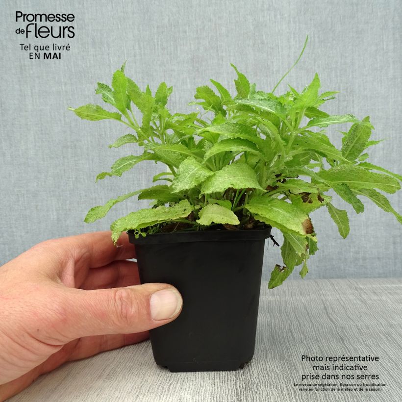 Salvia nemorosa Marcus Maceta de 8/9 cm Ejemplar entregado en la primavera