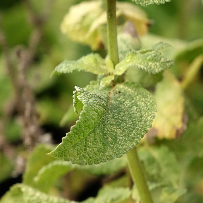 Salvia nemorosa Marcus (Follaje)