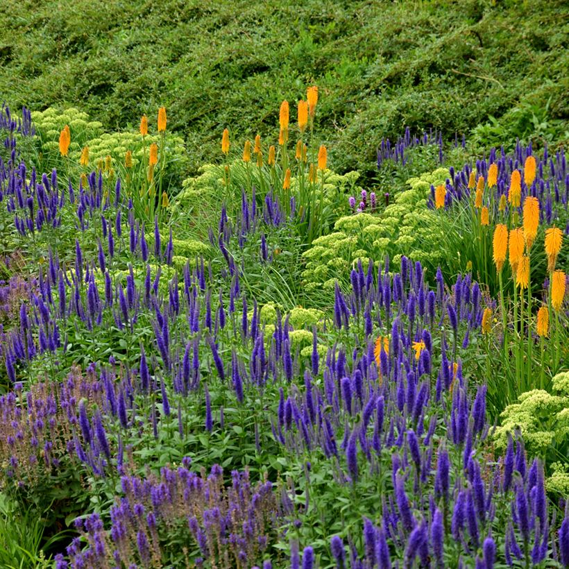 Salvia nemorosa Ostfriesland (Porte)