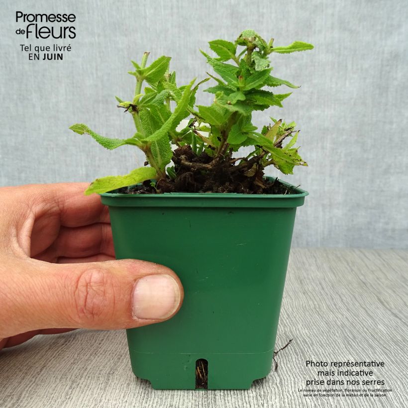 Ejemplar de Salvia nemorosa Ostfriesland Maceta de 8/9 cm entregado en verano