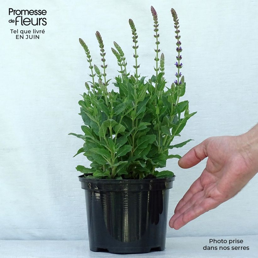 Ejemplar de Salvia nemorosa Ostfriesland Maceta 2L/3L entregado en verano