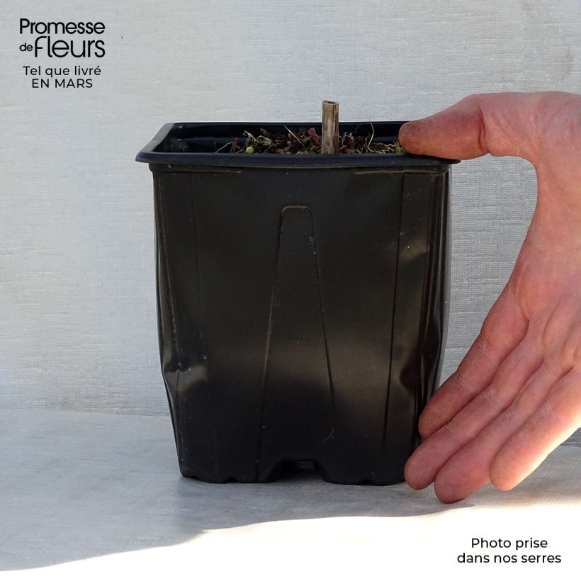 Salvia nemorosa Ostfriesland Maceta 2L/3L Ejemplar entregado en la primavera