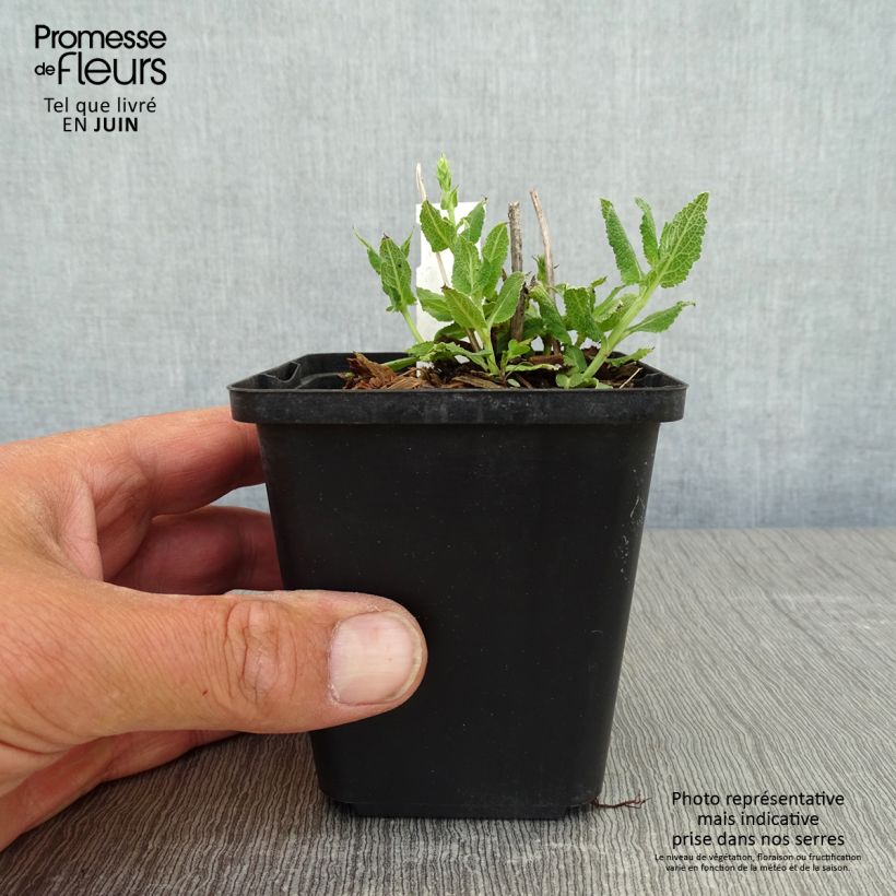 Salvia nemorosa Salute White Maceta de 8/9 cm Ejemplar entregado en la primavera