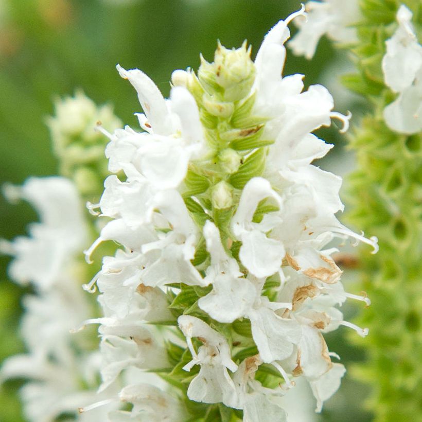 Salvia nemorosa Salute White (Floración)