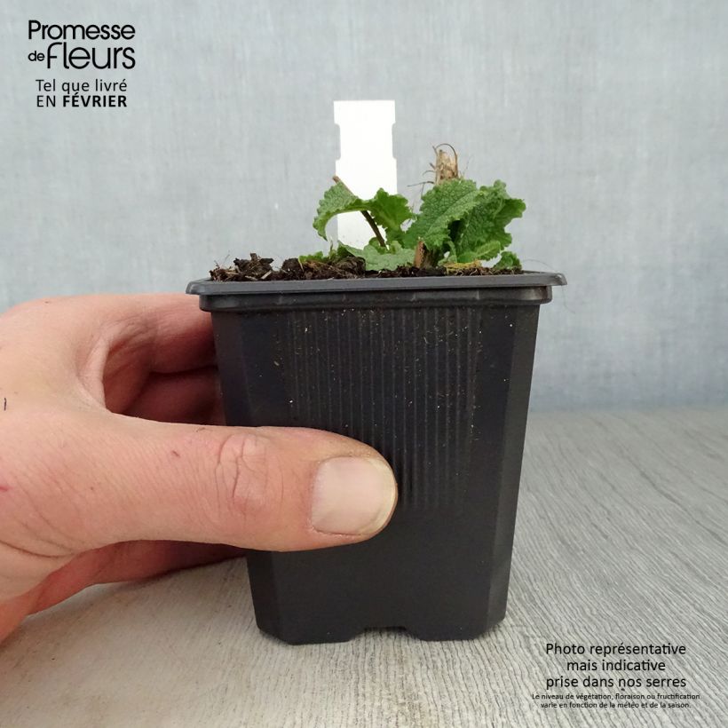 Salvia nemorosa Schneehügel Maceta de 8/9 cm Ejemplar entregado en invierno