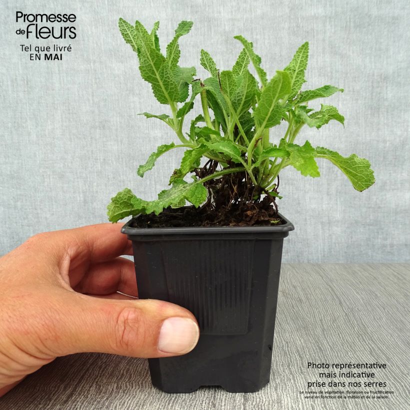 Salvia nemorosa Schneehügel Maceta de 8/9 cm Ejemplar entregado en la primavera