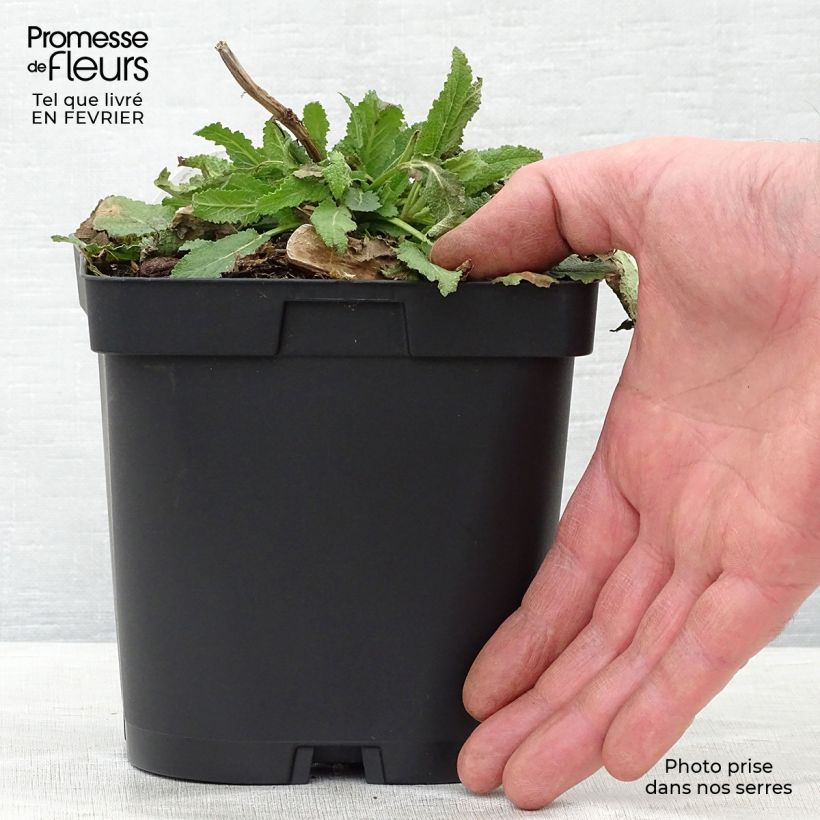 Salvia nemorosa Schneehügel Maceta 2L/3L Ejemplar entregado en invierno