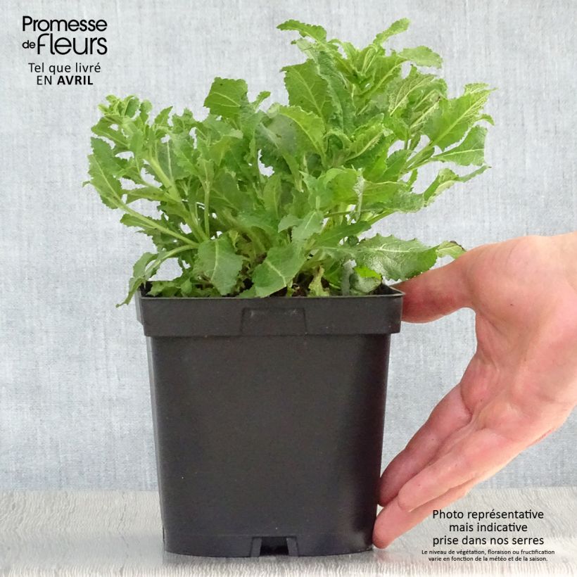 Salvia nemorosa Schneehügel Maceta 2L/3L Ejemplar entregado en la primavera