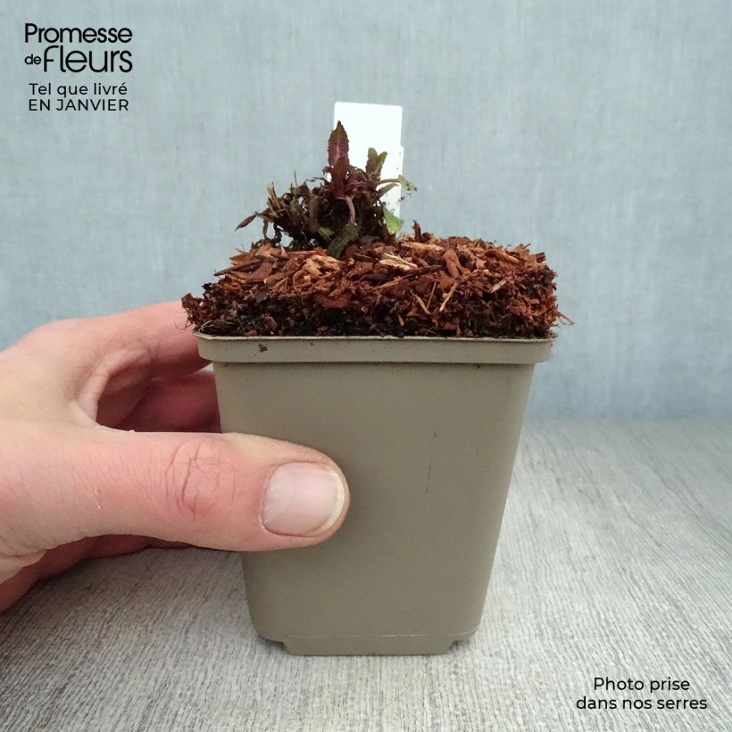 Salvia nemorosa Sensation Rose Maceta de 8/9 cm Ejemplar entregado en invierno