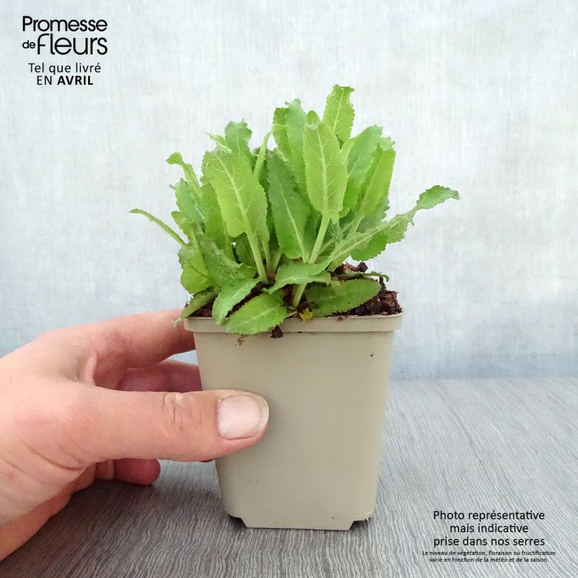 Salvia nemorosa Sensation Rose Maceta de 8/9 cm Ejemplar entregado en la primavera