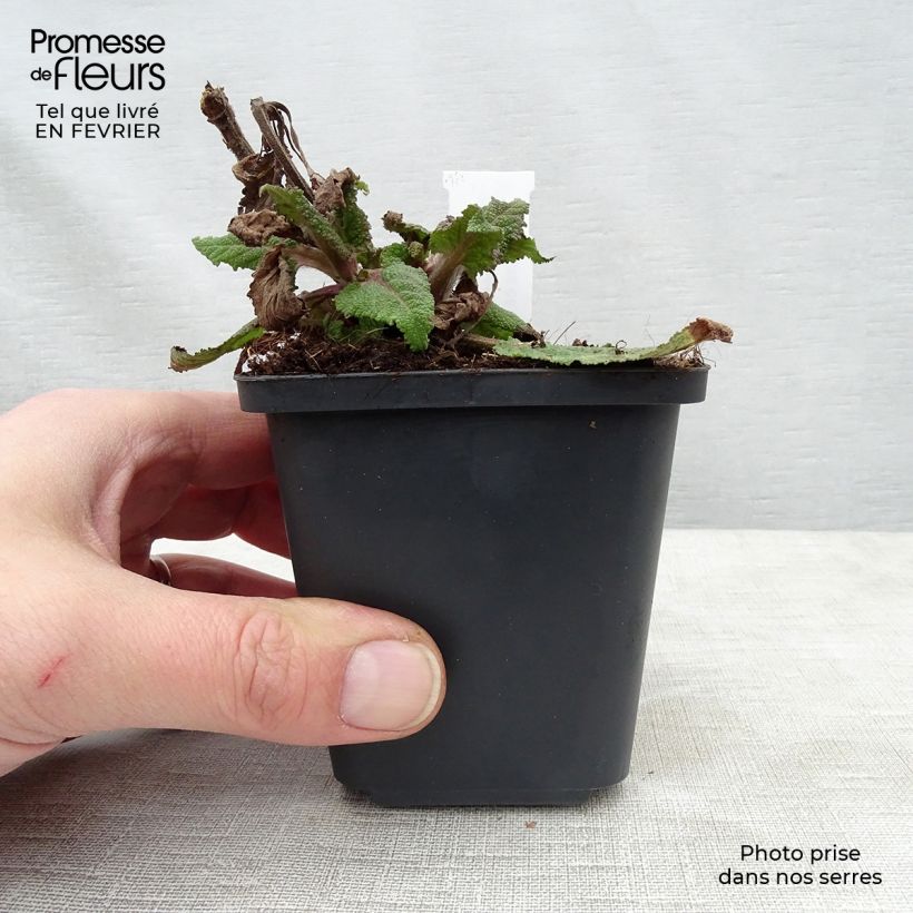 Salvia nemorosa Serenade Maceta de 8/9 cm Ejemplar entregado en invierno