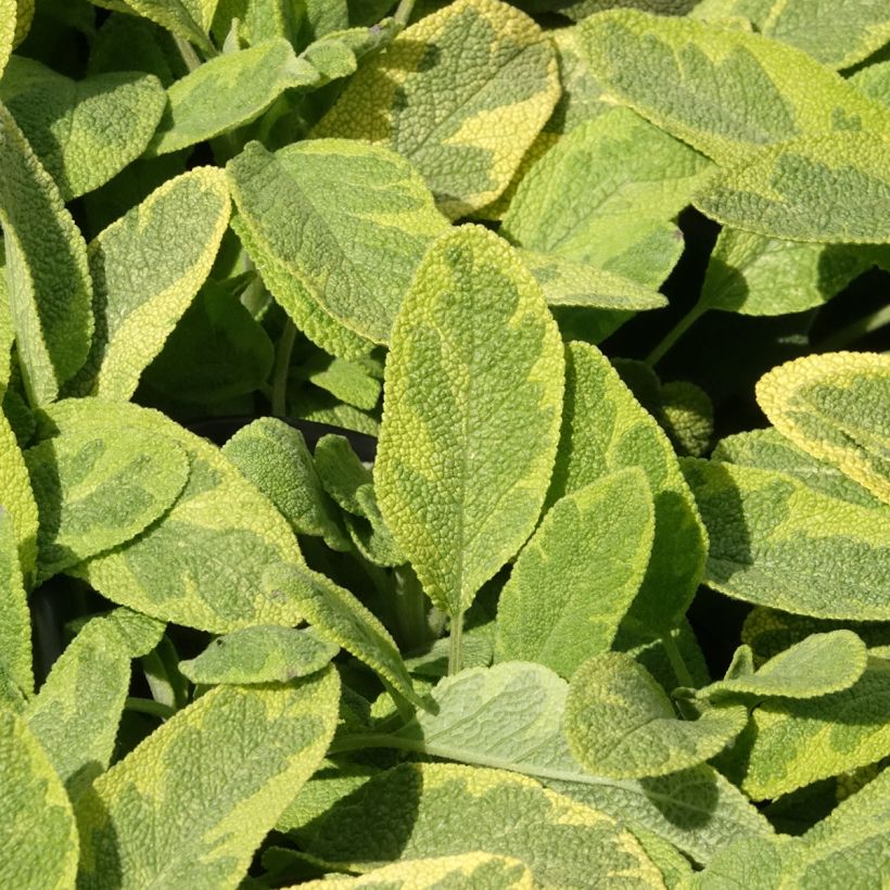 Salvia real Aurea (Follaje)