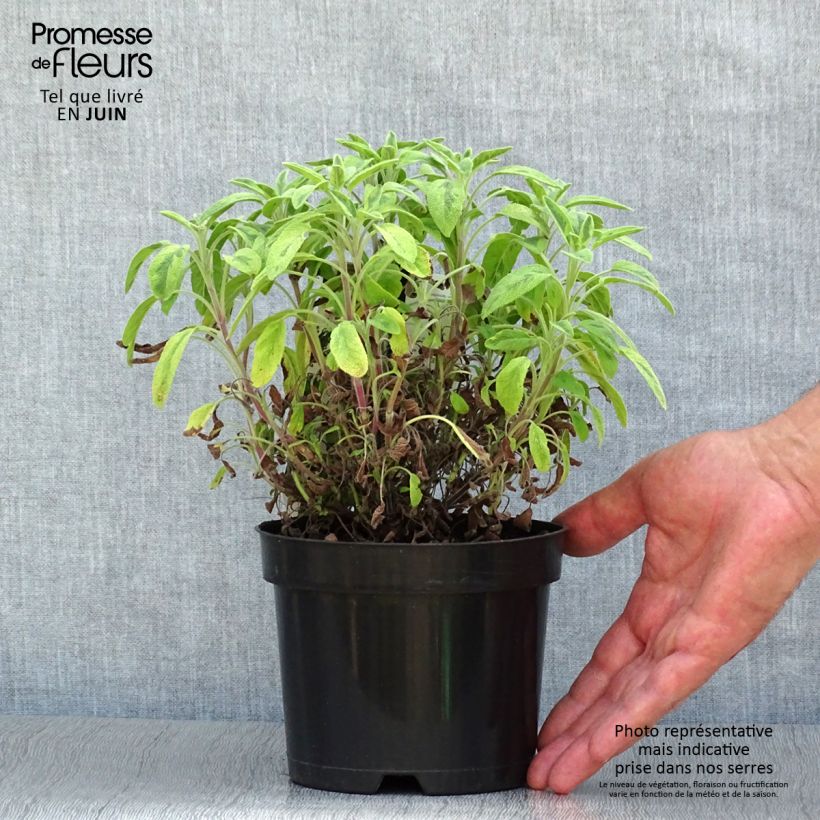 Ejemplar de Salvia real Icterina Maceta 1,5L/2L entregado en verano