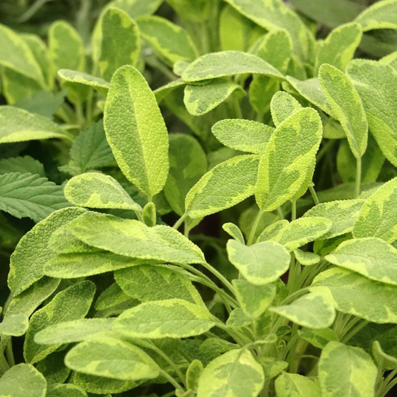 Salvia real Icterina (Follaje)