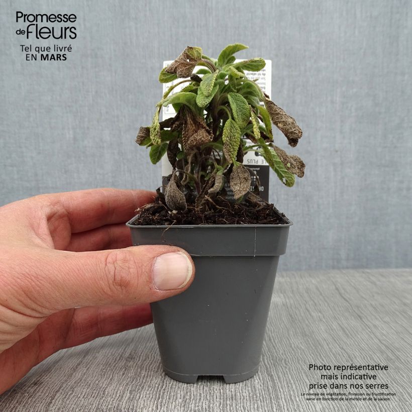 Salvia real Icterina Maceta de 8/9 cm Ejemplar entregado en invierno