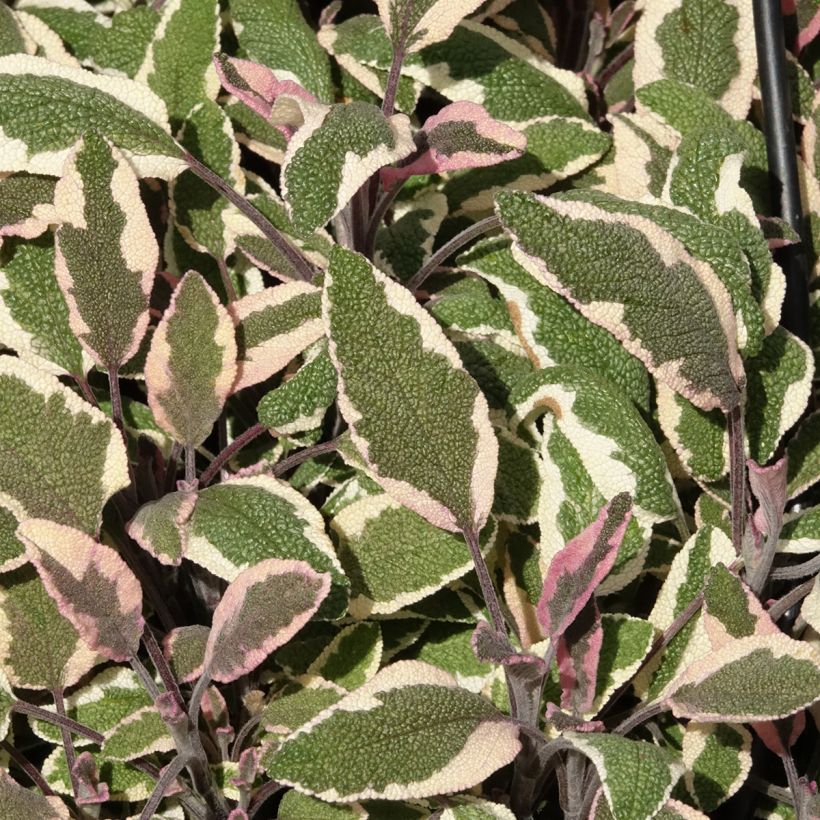 Salvia real Tricolor (Follaje)