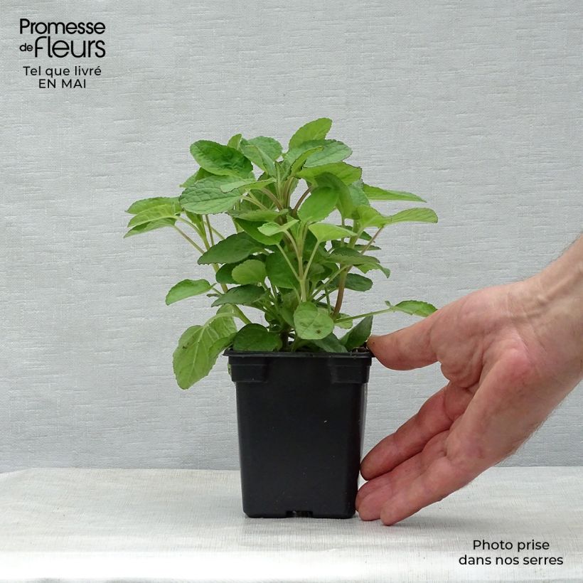 Salvia patens Royal Blue Maceta de 7/8 cm Ejemplar entregado en la primavera