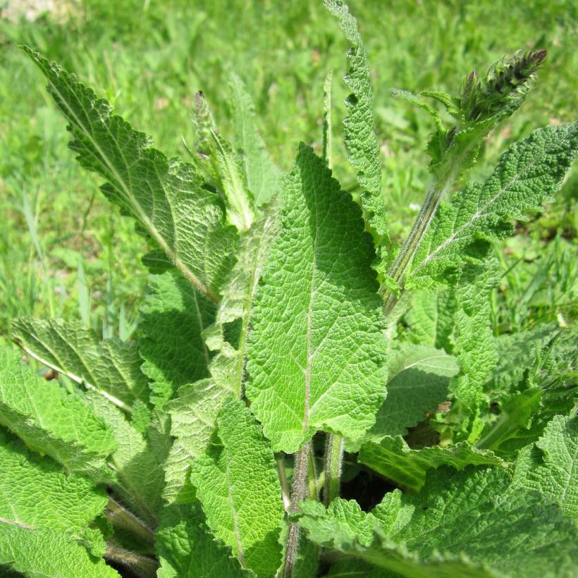 Salvia de prados - Salvia pratensis (Follaje)