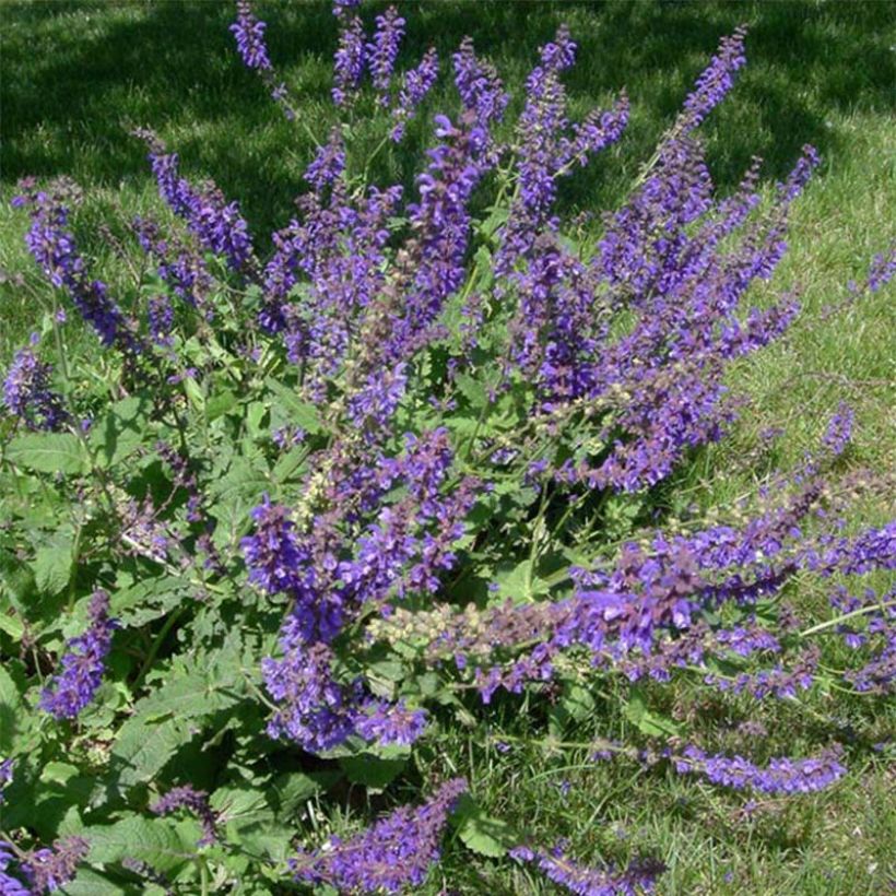 Salvia de prados - Salvia pratensis (Floración)